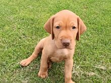 ungari vizsla