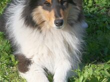 ЩЕНКИ КОЛЛИ
