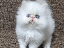 Персидские котята