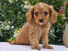 Cavapoo kutsikad