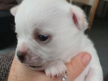Chihuahua kutsikad