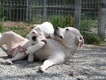 Argentiina dogi/dogo argentino