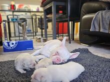 Valge prantsuse buldog