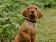 Ungari lühikarvalise linnukoera kutsikad (vizsla)