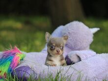 Chihuahua kutsikad