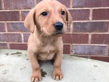 Labradori retriiveri kutsikad