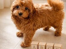 Maltipoo