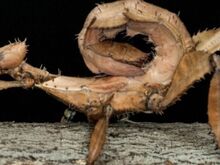 Свежевылупившиеся палочники Extatosoma tiaratum
