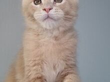 Maine Coon kassipojad, isased