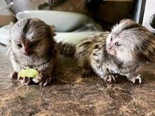 Müüa ja lapsendada marmoset-ahve