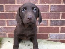 Labradori retriiveri kutsikad