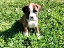 Boxer puppies