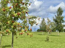 Eksklusiivne krunt Peipsi järve kaldal!