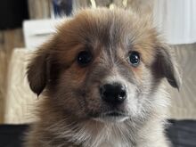 Pembroke Welsh Corgi