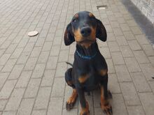 Dobermanni kutsikas