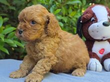 Cavapoo kutsikad