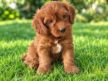 MALTIPOO KUTSIKAD