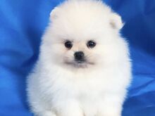 Pomeranian kutsikad