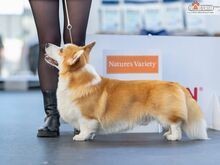 Welsh corgi pembroke kutsikad