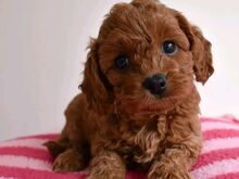 Cavapoo puppies