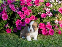 Welsh Corgi Cardigan