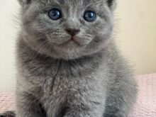 Британские короткошерстные котята для семьи