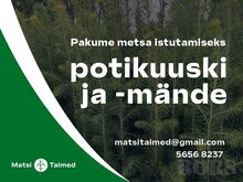 Kuuse- ja männiistikud