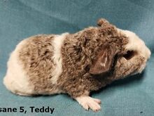 Tõu merisead - Teddy isased