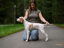 Inglise Pointeri emane kutsikas, 4 kuud