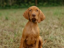 Ungari lühikarvalise linnukoera kutsikad (vizsla)