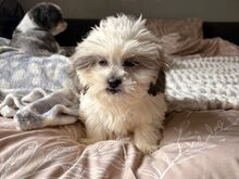 Tutvu meie armsate shih tzu kutsikatega, kes otsiv