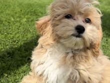 Maltipoo isane kutsikas