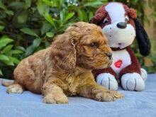 Cavapoo kutsikad