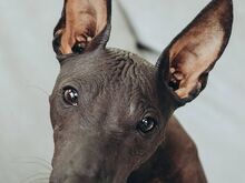 Xoloitzcuintle kutsikas/ Mehhiko karvutu koer