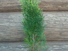 ELUPUU SMARAGD/BRABANT