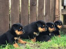 Rottweileri kutsikad