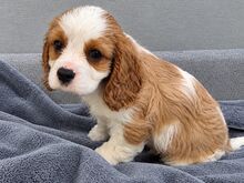 Cavalier King Charles spanjeli kutsikad!