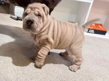 Shar Pei kutsikad..kirjuta mulle