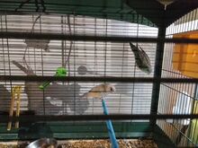Птицы