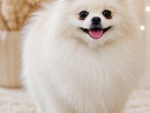 Pomeraniani kutsikas
