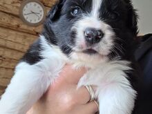 Border Collie Kustikad päris kodu otsingul