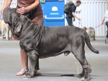 Napoli mastifi kutsikad