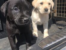 Labradori retriiveri kutsikad.