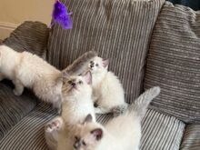 Beautiful Purebred Ragdoll Kittens