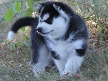 Siberian Husky Puppies ready for their new home.