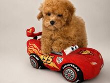 Maltipoo