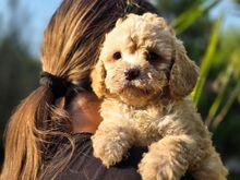 Cavapoo kutsikad