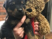 Rottweileri kutsikad