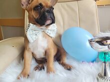Isane prantsuse buldog