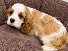 Cavalier King Charles spanjeli kutsikad!